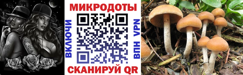 магазин    Верея  Псилоцибиновые грибы Psilocybe 